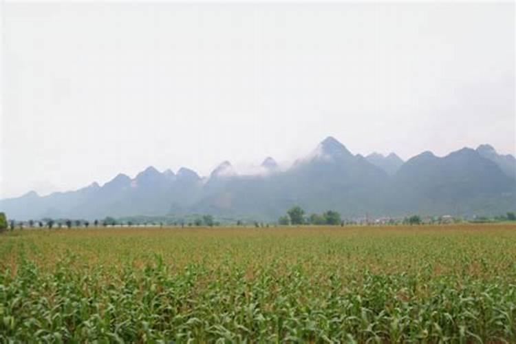 玉米灌浆喷玉米金大棒十磷酸二氢钾十尿素效果如何