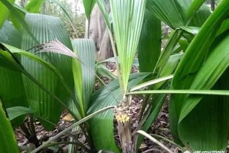 稻草直接还田法要注意哪些事项？