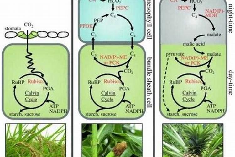 想要种植大姜,应该如何施肥好呢？