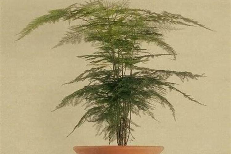 “文竹”总怕养不好？没那么难,施肥做得好文竹也能绿油油!