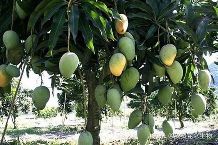 芒果膨大的方法是什么？需要给芒果打叶面肥吗？