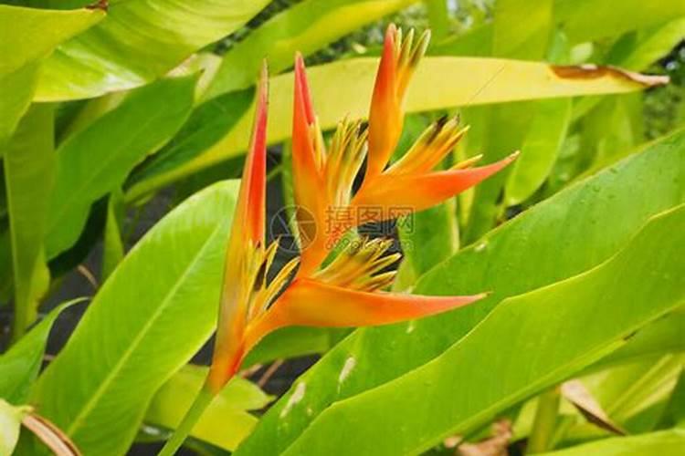 天堂鸟如何养护