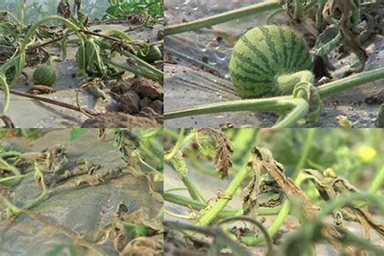 西瓜重茬 生了根腐病如何治疗和防治？