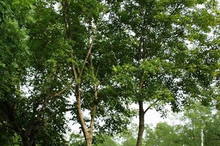 三角枫盆景怎么养护