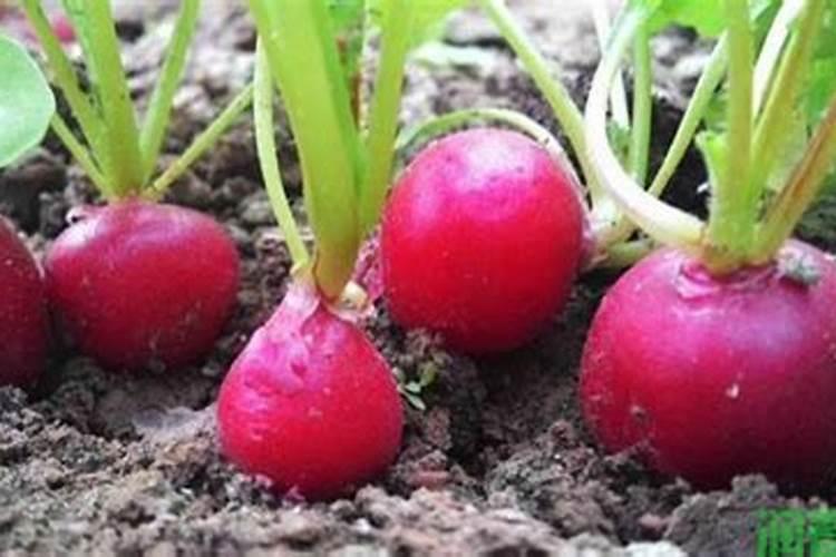 樱桃萝卜什么时候开始施肥 种植技巧有哪些