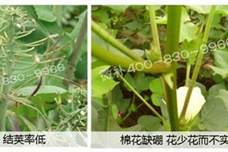 为什么种植油菜要增施硼肥？增施硼肥的好处有哪些？