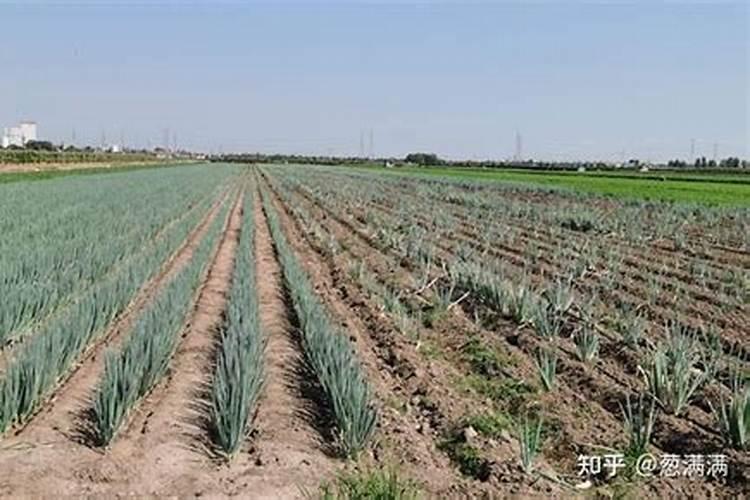 大葱施肥用什么肥料好