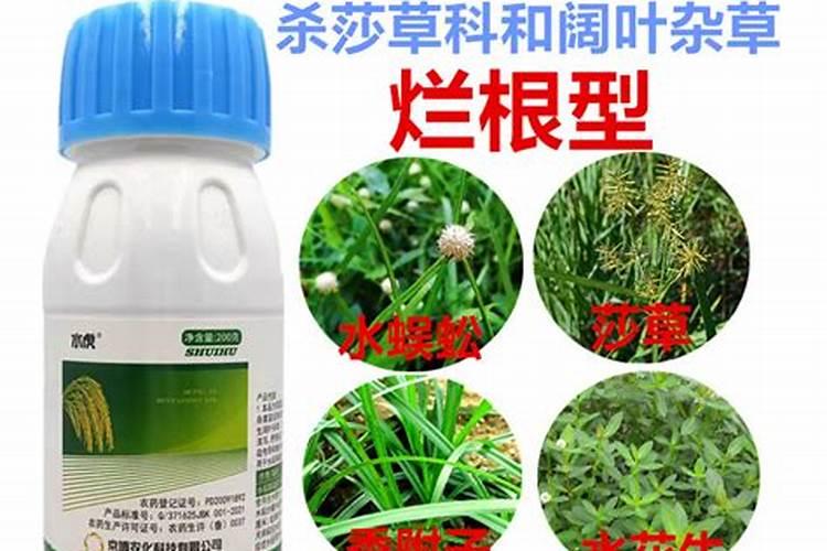 冷季型草坪腐霉病防治方法