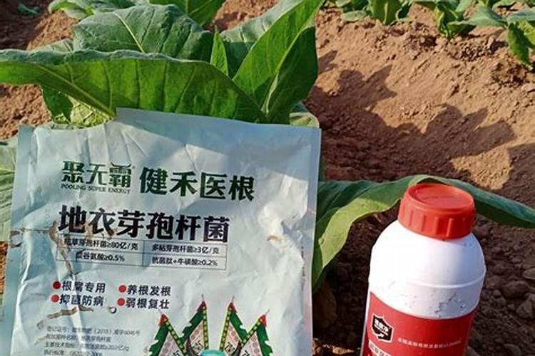 小区绿化草坪下什么肥怎样下