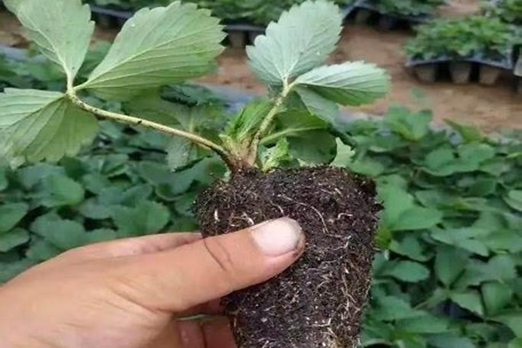 怎样用育苗盘育草莓苗 移栽后几天可以施肥