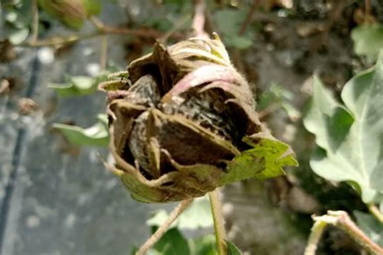 棉花僵苗的发生原因是什么 如何解决僵苗问题