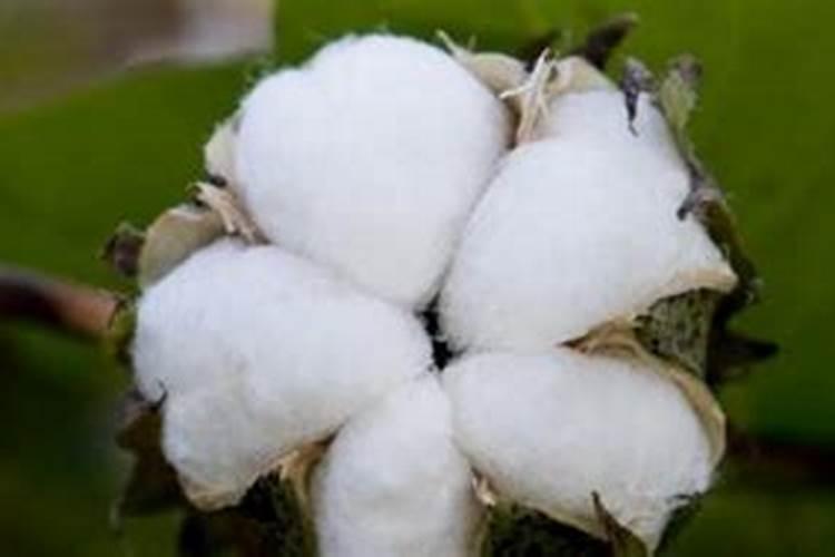 直播稻僵苗不长用什么药喷施有效果