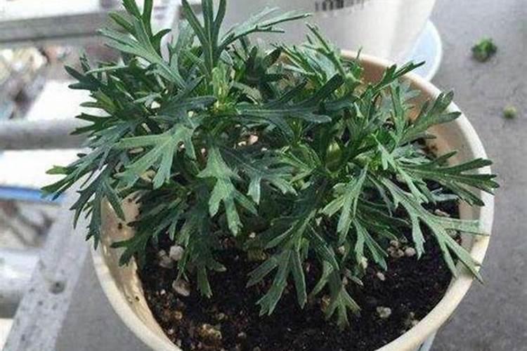 玛格丽特盆栽怎么养