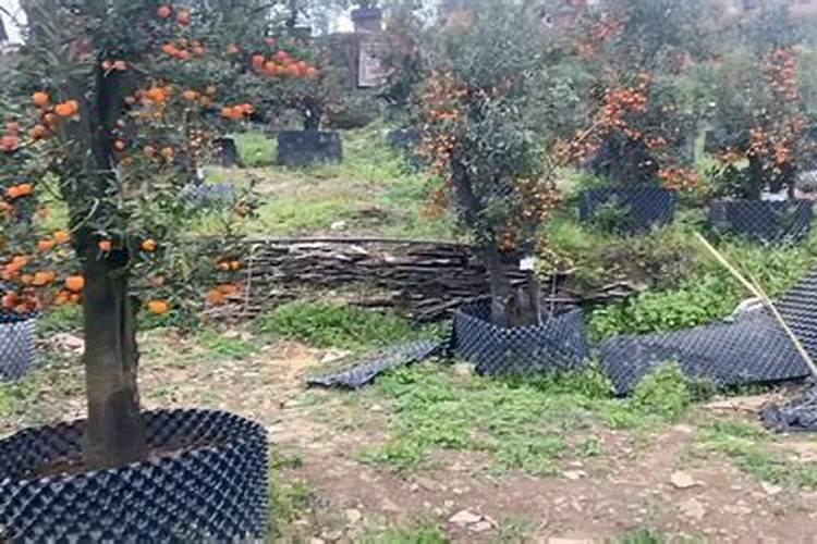 金弹子什么时候施肥.还有就是在移载时需要施肥你。谢了