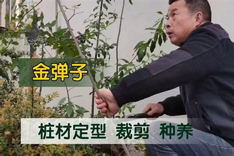 盆栽金弹子的养殖方法和注意事项 金弹子老桩栽培技巧