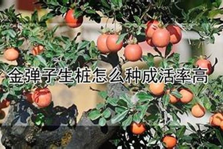 金弹子生桩晒太阳好吗 如何养护