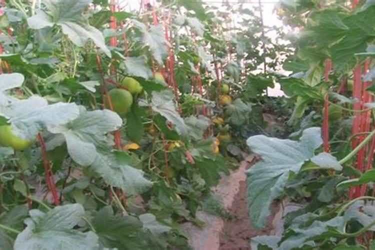 怎么样才能让香瓜结的大