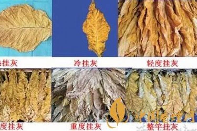 炭灰可以做营养土吗