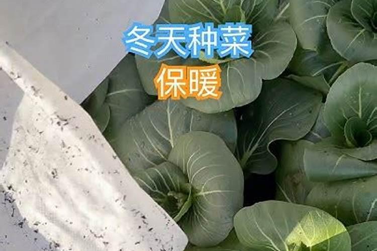 冬季蔬菜施肥,需要注意什么
