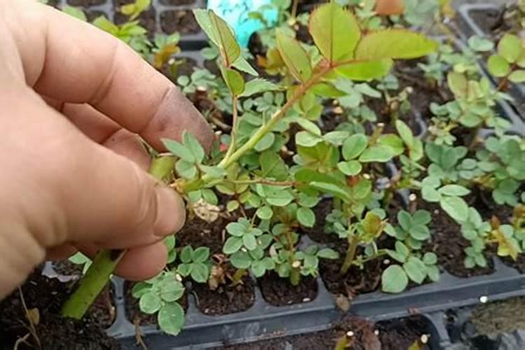 扦插月季什么时候上肥 月季什么时候开花