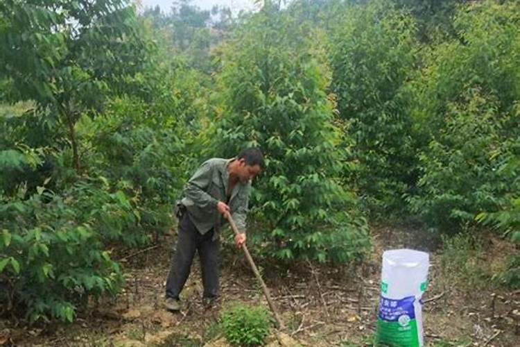桉树开沟施肥能赚多少钱