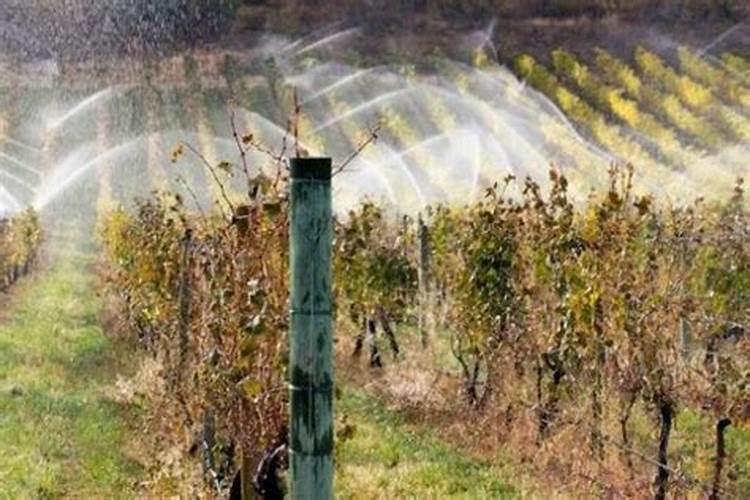 葡萄增甜靓果追施肥哪种好？冲施矿源什么时候合适