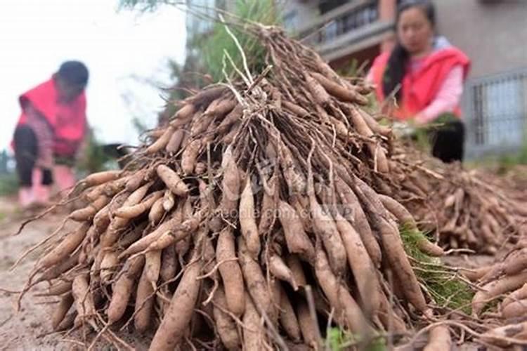动物源氨基酸和植物源氨基酸用在农业上哪个好