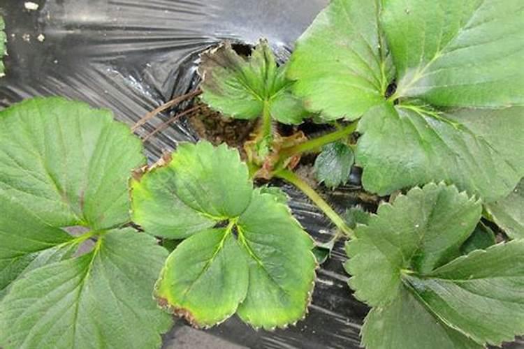 硝硫基肥料好还是硫酸钾好