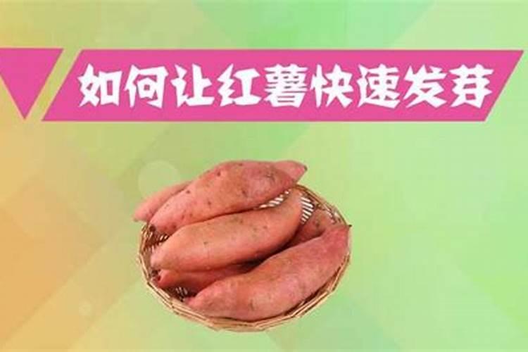 红薯什么时候冲肥最好
