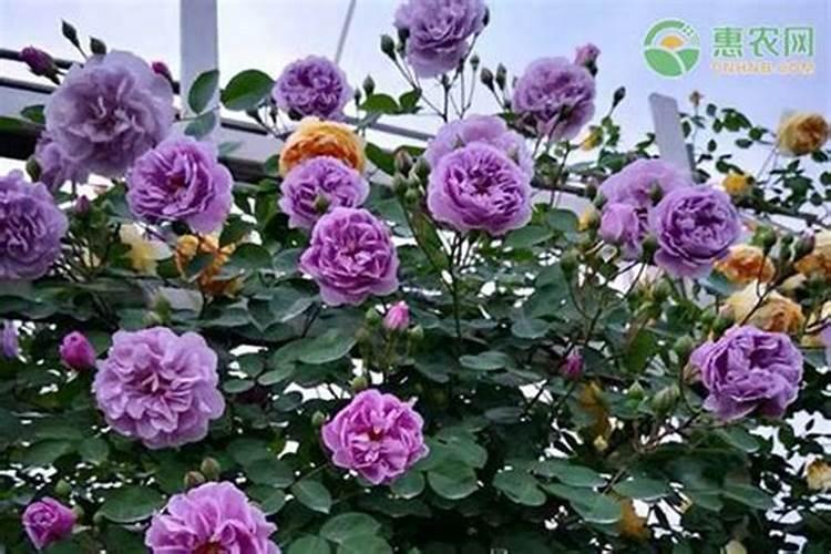 月季冬天怎么浇水