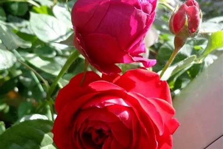 月季花冬季怎么施肥