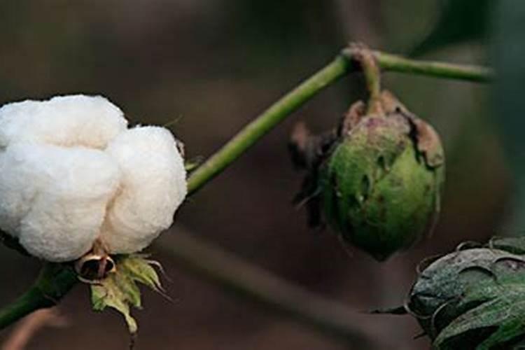 棉花开花结果时,为什么要追施磷肥