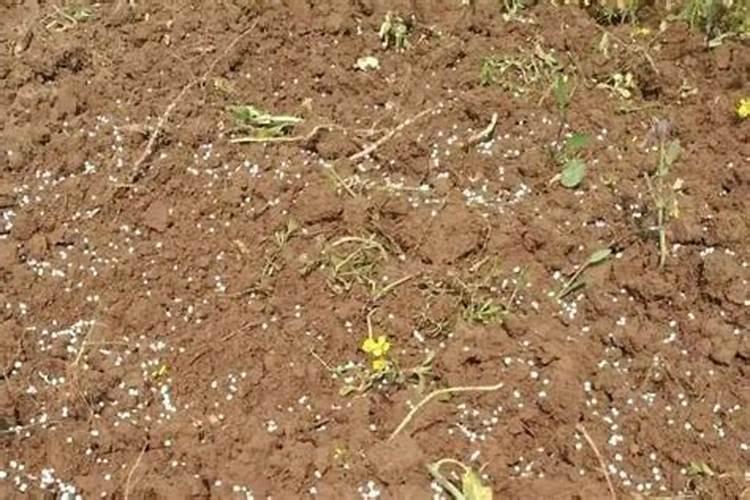 施用碳酸氢铵应注意些什么