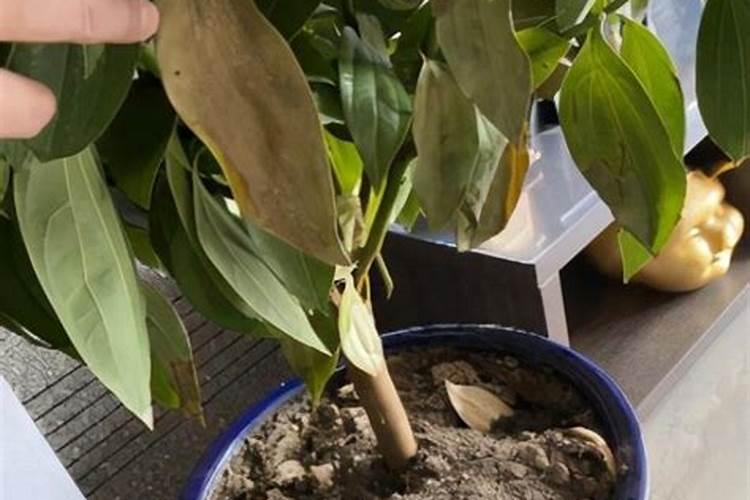 荔枝叶面施太多钾肥会怎样