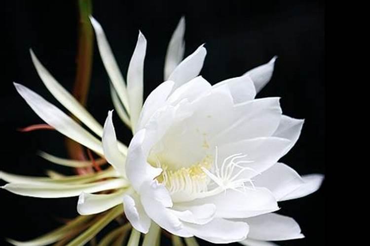 昙花怎样施肥 昙花如何施肥