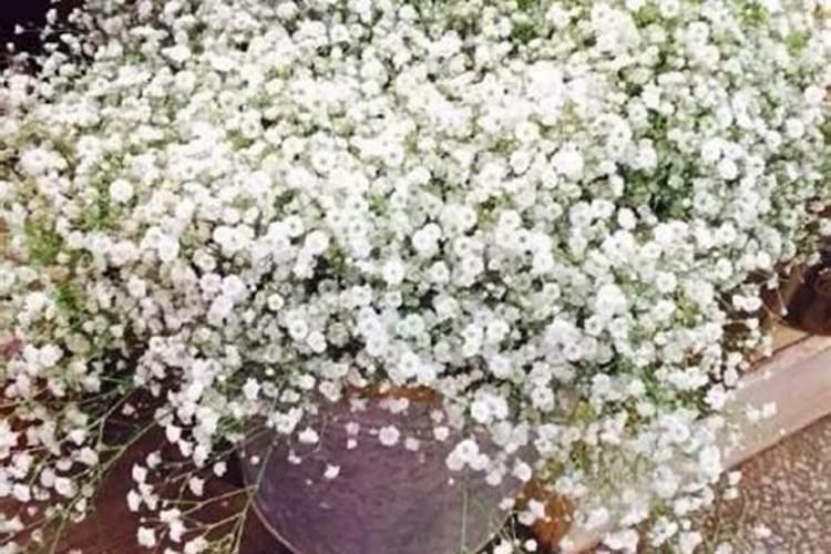 满天星施肥用什么肥料最好