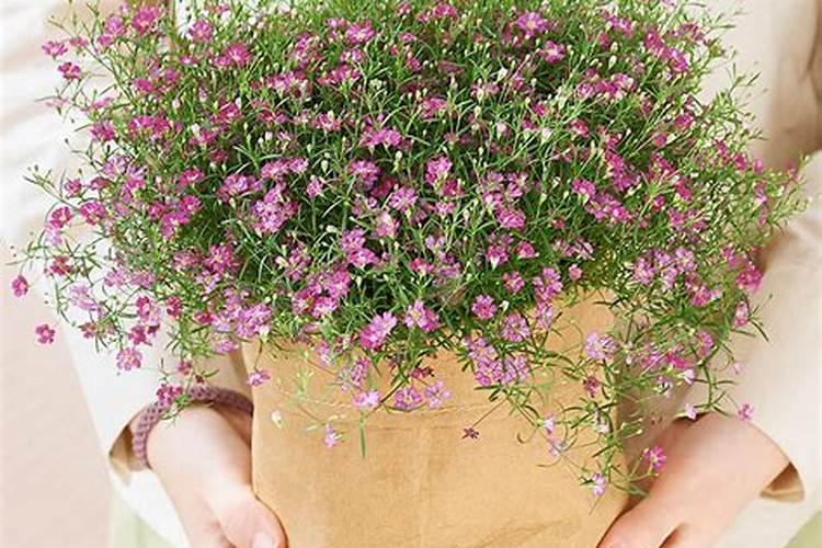 满天星花期怎么养护