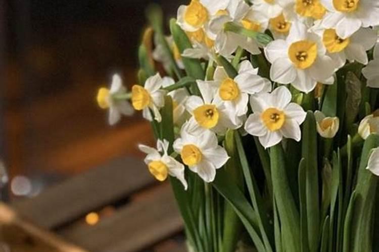 水仙花的种植步骤12345