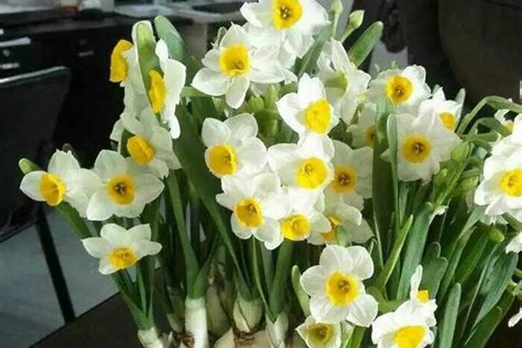 四种很仙的“水中花”,养护得当四季有花赏,如何养呢？