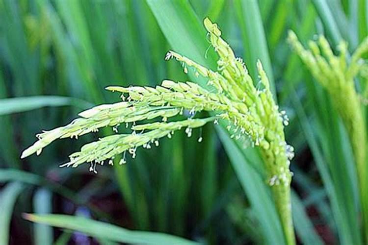 水稻抽穗扬花期的管理要点如何进行病害防治