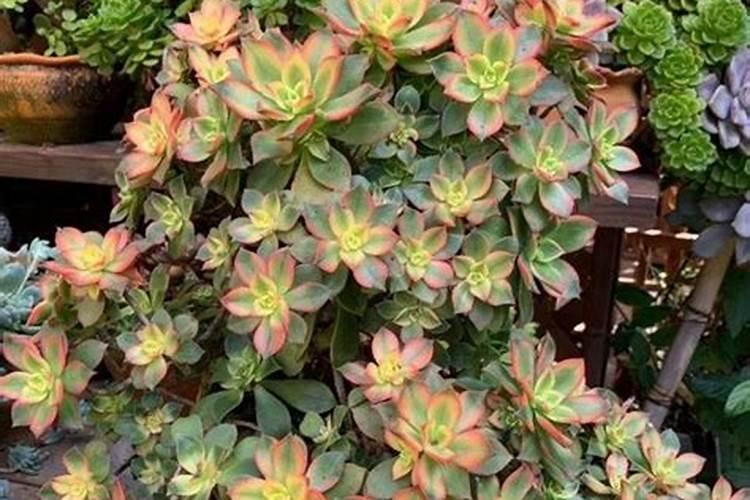 多肉植物能喷磷钾肥吗