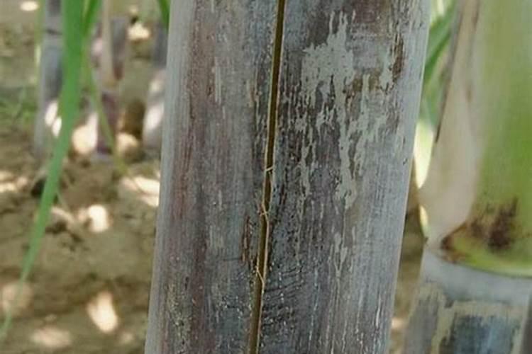 微生物菌剂叶面肥用在甘蔗上可以吗