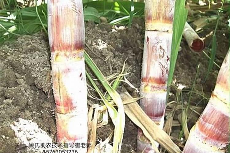 揭阳甘蔗用什么肥料好