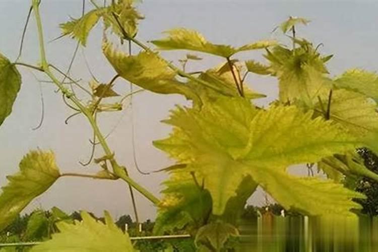 水淹的玉米苗发黄打什么叶面肥效果最好