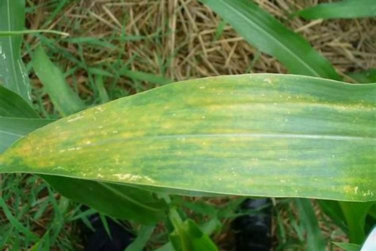 玉米叶片黄白条纹是什么原因