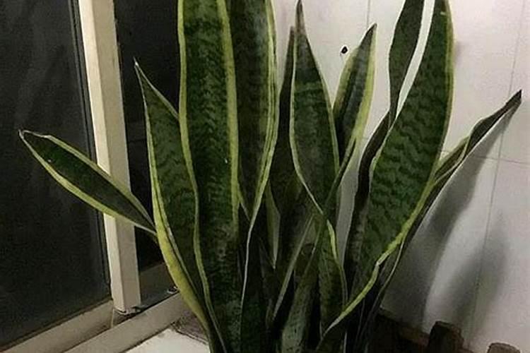 夏季虎皮兰如何施肥芽儿长得粗又壮