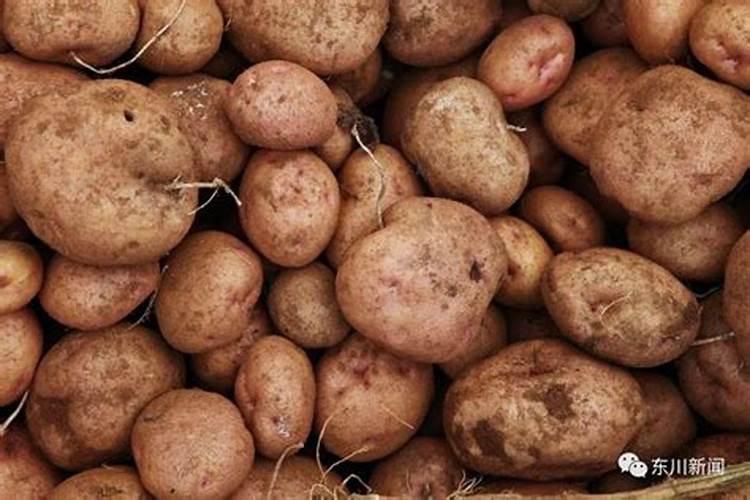 种植马铃薯如何施肥？