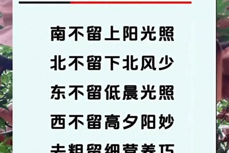 石榴树必须要两颗一起种吗 石榴树的施肥管理