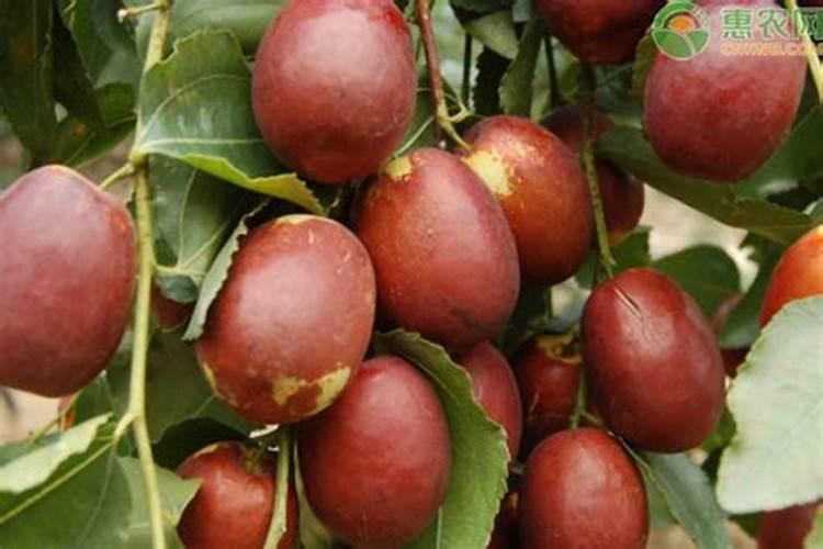 桃树嫁接后当年能接果吗