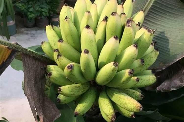 香蕉皮做花肥含氮磷钾哪种多香蕉皮做花肥适合什么花